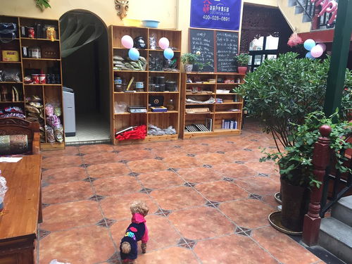 拉薩精品客棧招跨年義工啦